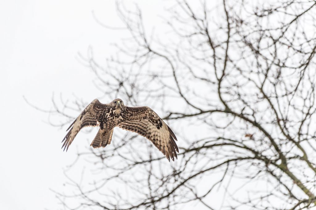 La mia amica Poiana (Buteo buteo)